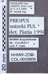 Etikett zu Melanotus mouhoti (Fleutiaux, 1933)